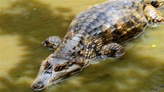 crocodile-eau-general crocodile-eau-general