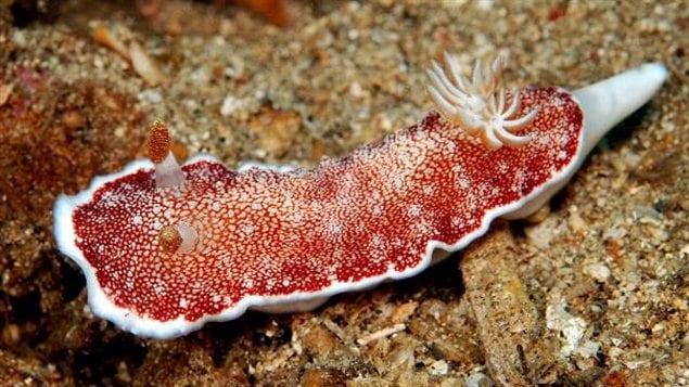 La limace de mer Chromodoris reticulata La limace de mer Chromodoris reticulata