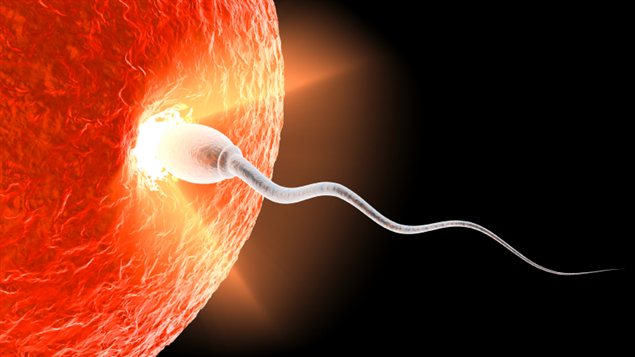 Un spermatozoïde Un spermatozoïde
