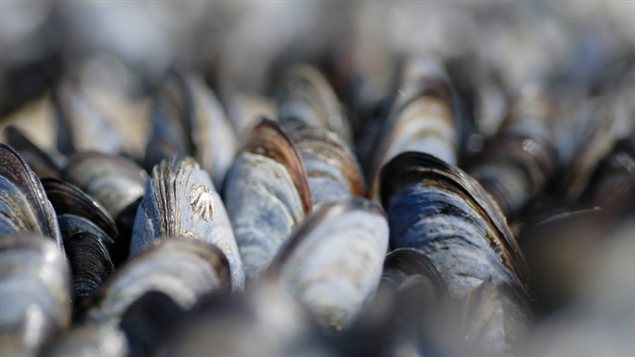 Des moules Des moules