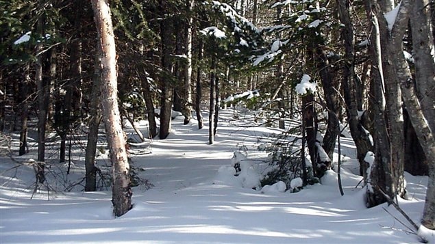 Sentier en foret durant l'hiver Sentier en foret durant l'hiver