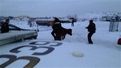 La vache renverse un policier d'Edmonton qui tentait de la capturer. La vache renverse un policier d'Edmonton qui tentait de la capturer.