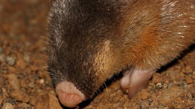 Une taupe dorée hottentote (Amblysomus hottentotus) Une taupe dorée hottentote (Amblysomus hottentotus)