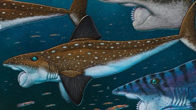 L’helicoprion L’helicoprion