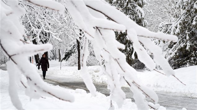 Plusieurs branches d'arbres ont cédé sous le poids de la neige. Plusieurs branches d'arbres ont cédé sous le poids de la neige.