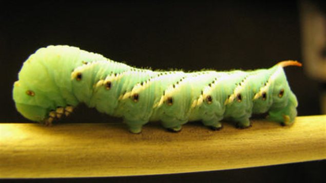 Chenille Chenille