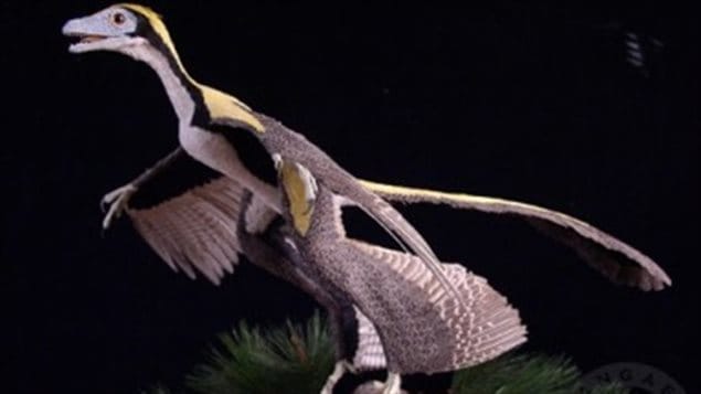 Représentation d'un oiseau primitif à quatre ailes Représentation d'un oiseau primitif à quatre ailes