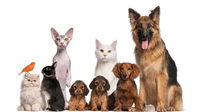 Les animaux Les animaux