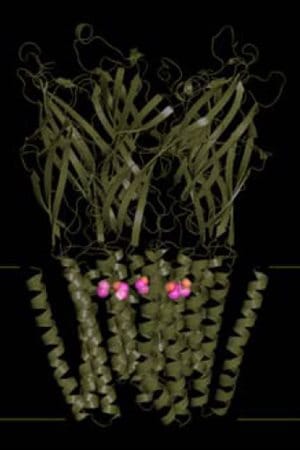Structure tridimensionnelle du complexe éthanol-récepteur bactérien, les molécules d’éthanol apparaissent en rose Structure tridimensionnelle du complexe éthanol-récepteur bactérien, les molécules d’éthanol apparaissent en rose