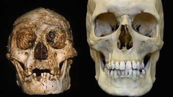 Le cerveau d'un homme de Florès et celui d'un homme moderne. Le cerveau d'un homme de Florès et celui d'un homme moderne.
