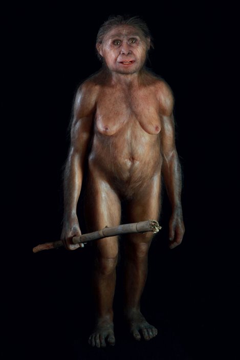 Reconstitution d'une femelle Homo floresiensis Reconstitution d'une femelle Homo floresiensis