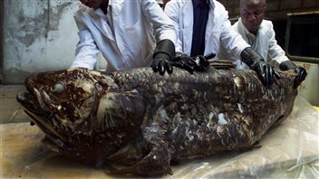 Un spécimen attrapé dans le filet de pêcheurs kenyens en 2001. Un spécimen attrapé dans le filet de pêcheurs kenyens en 2001.