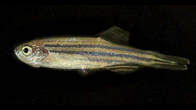 Un poisson-zèbre Un poisson-zèbre