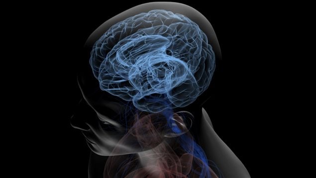 La chimie du cerveau La chimie du cerveau
