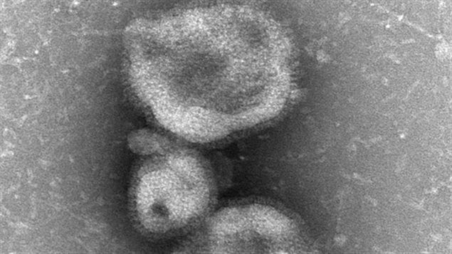Le virus H7N9 Le virus H7N9