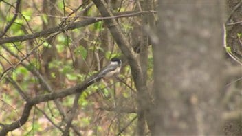 Un oiseau dans un arbre Un oiseau dans un arbre
