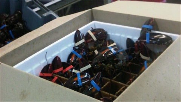 Homards de Tangier Lobster Homards de Tangier Lobster