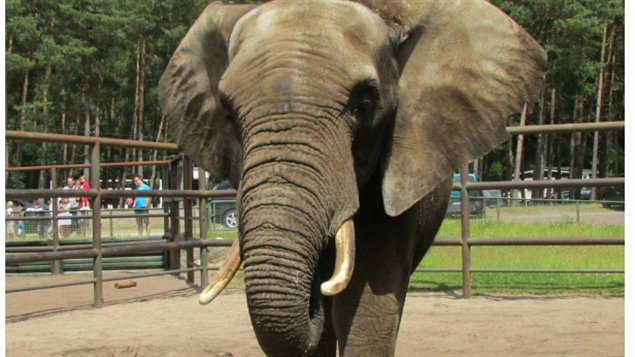 Tutume, le nouvel éléphant du Zoo de Granby Tutume, le nouvel éléphant du Zoo de Granby