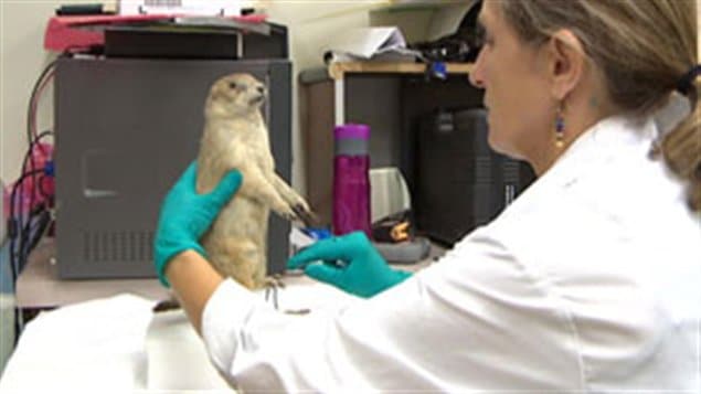 Une employée du musée Royal de la Saskatchewan, Marilyn Bellows, fait la toilette d'un animal empaillé. Une employée du musée Royal de la Saskatchewan, Marilyn Bellows, fait la toilette d'un animal empaillé.