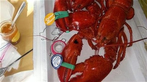 Le médaillon attaché à la sert à identifier la provenance du homard et du pêcheur Le médaillon attaché à la sert à identifier la provenance du homard et du pêcheur