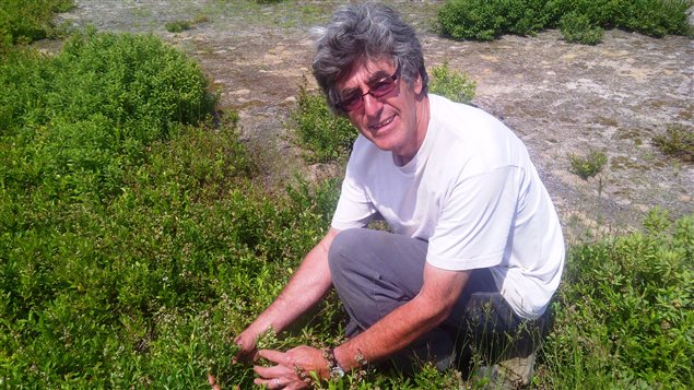 Jean-Maurice Landry, président de l'Association des producteurs de bleuets sauvages du nord-est du N.-B. Jean-Maurice Landry, président de l'Association des producteurs de bleuets sauvages du nord-est du N.-B.
