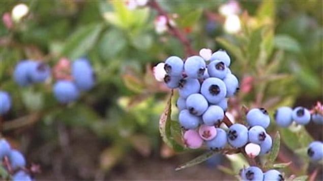 Bleuets sauvages Bleuets sauvages