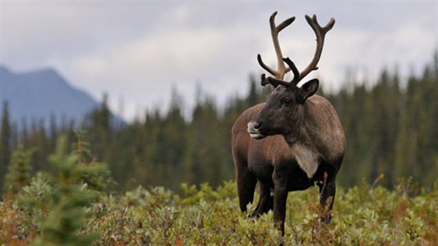 Caribou forestier Caribou forestier