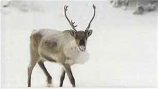 Caribou Caribou