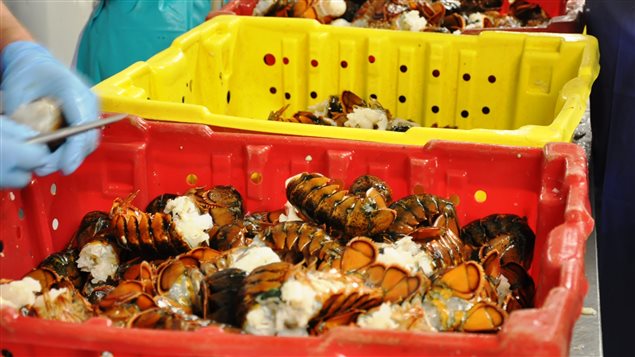 Transformation du homard Transformation du homard