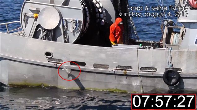 Une image de la vidéo d'un groupe environnemental montrant un saumon rejeté à l'eau après être passé près de 8 min. sur le pont du navire. Une image de la vidéo d'un groupe environnemental montrant un saumon rejeté à l'eau après être passé près de 8 min. sur le pont du navire.