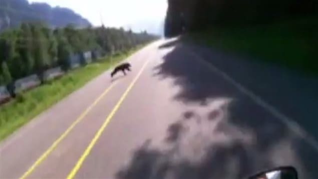 Un motocycliste s'apprête à frapper un ours sur une route de la Colombie-Britannique. Un motocycliste s'apprête à frapper un ours sur une route de la Colombie-Britannique.