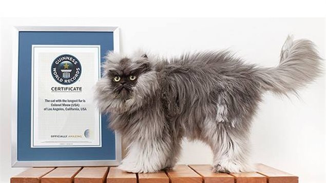 Le chat Colonel Meow Le chat Colonel Meow