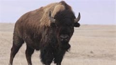 Bison des plaines Bison des plaines