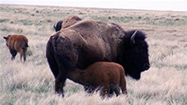 Bébé bison près de sa mère Bébé bison près de sa mère