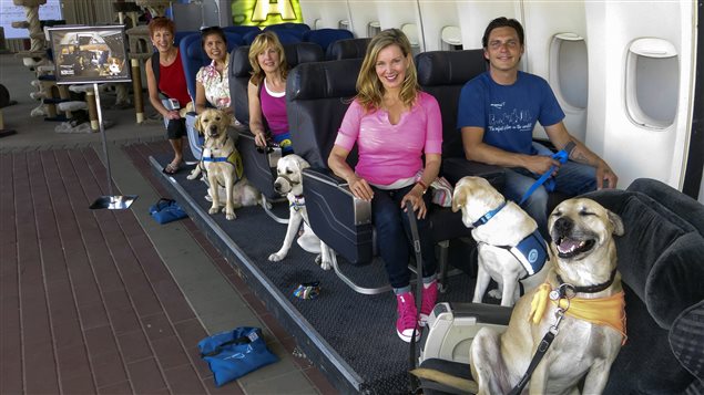 Un studio d'Hollywood apprend aux chiens à bien se comporter en avion Un studio d'Hollywood apprend aux chiens à bien se comporter en avion