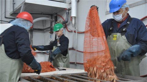 Les crevettes arrivent à l'usine des Pêcheries Marinard Les crevettes arrivent à l'usine des Pêcheries Marinard