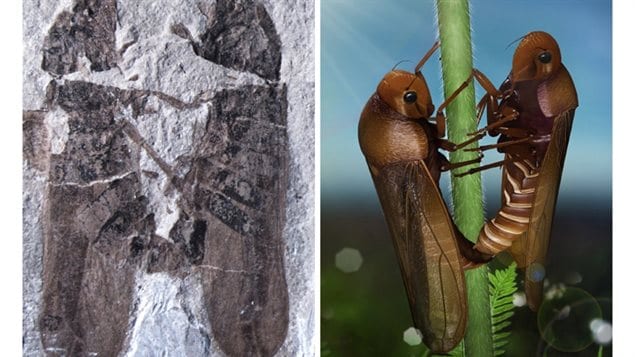 Le fossile (à gauche) et une reconstruction (à droite) des cercopes liés lors de la reproduction. Le fossile (à gauche) et une reconstruction (à droite) des cercopes liés lors de la reproduction.
