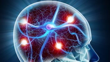 Représentation de neurones dans le cerveau Représentation de neurones dans le cerveau