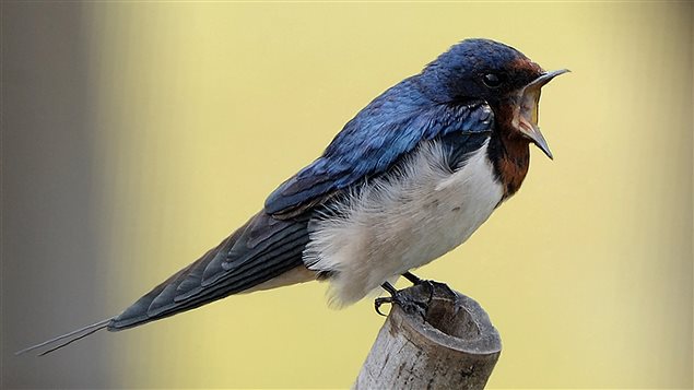 Une espèce d'oiseau sur huit serait menacée dans le monde. Selon l'organisme britannique BirdLife International, les 1313 espèces qui sont en voie de disparition seraient surtout menacées par l'activité humaine. L’hirondelle rustique (photo) fait partie de ces espèces menacées. Une espèce d'oiseau sur huit serait menacée dans le monde. Selon l'organisme britannique BirdLife International, les 1313 espèces qui sont en voie de disparition seraient surtout menacées par l'activité humaine. L’hirondelle rustique (photo) fait partie de ces espèces menacées.