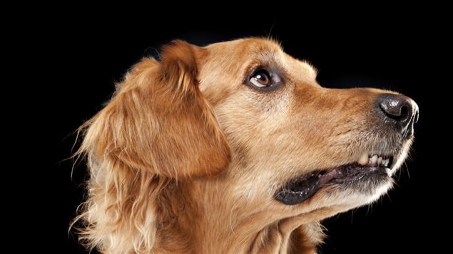 Un golden retreiver Un golden retreiver