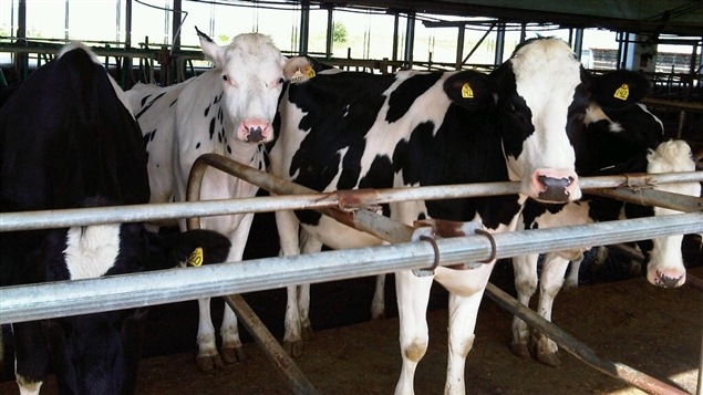 Quelques vaches laitières dans un enclos Quelques vaches laitières dans un enclos