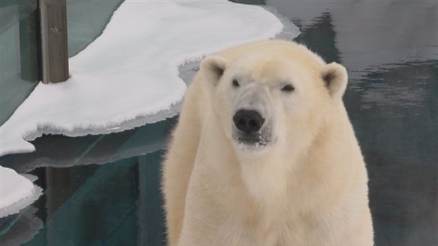 Un ours polaire au Zoo sauvage de Saint-Félicien Un ours polaire au Zoo sauvage de Saint-Félicien