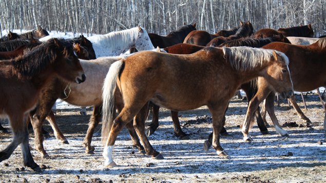 140213_v3616_chevaux-sauvages-sask_sn635