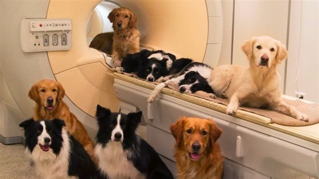 Les chiens ont été placés dans un appareil d'IRM Les chiens ont été placés dans un appareil d'IRM