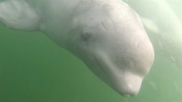 Un béluga dans la baie d'Hudson au Manitoba Un béluga dans la baie d'Hudson au Manitoba