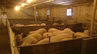 Le Conseil canadien du porc est l'un des organismes au pays qui se réjouit de l'accord de libre-échange conclu avec la Corée du Sud par le premier ministre Stephen Harper. Le Conseil canadien du porc est l'un des organismes au pays qui se réjouit de l'accord de libre-échange conclu avec la Corée du Sud par le premier ministre Stephen Harper.