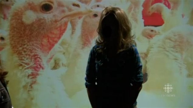 L'employée de Hybrid Turkeys et militante pour Mercy for animals en entrevue à l'émission Marketplace de CBC L'employée de Hybrid Turkeys et militante pour Mercy for animals en entrevue à l'émission Marketplace de CBC