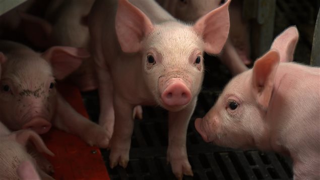 Mortelle pour les porcelets, la diarrhée épidémique porcine (DEP) ravage les maternités atteintes. Mortelle pour les porcelets, la diarrhée épidémique porcine (DEP) ravage les maternités atteintes.