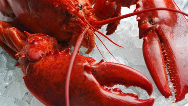 Le homard, produit raffiné, ne l'a pas toujours été Le homard, produit raffiné, ne l'a pas toujours été