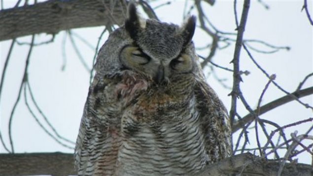 Le grand duc d'Amérique qui pourrait être responsable de plusieurs attaques sur de petits animaux de compagnie dans le secteur d'Aberdeen, à environ 40 km au nord-est de Saskatoon. Le grand duc d'Amérique qui pourrait être responsable de plusieurs attaques sur de petits animaux de compagnie dans le secteur d'Aberdeen, à environ 40 km au nord-est de Saskatoon.